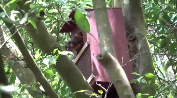 【保育】排灣族狩獵文化山林保育 架設人工巢箱吸引飛鼠重返山林