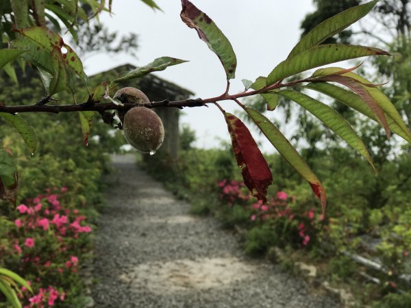 110年4月25日雲林  雲嶺之丘 五元二角 木馬古道1456571