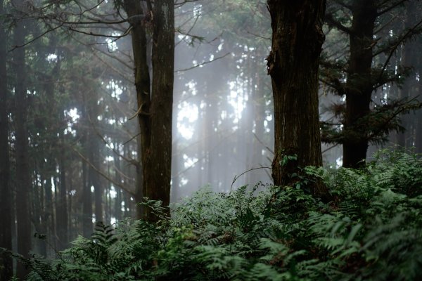 帶媽媽爬長壽山2669499