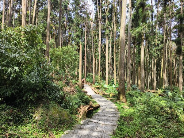 [百山百鳥尋旅-05/15] 2025_0830 溪頭賞鳥步道_銀杏步道2875559