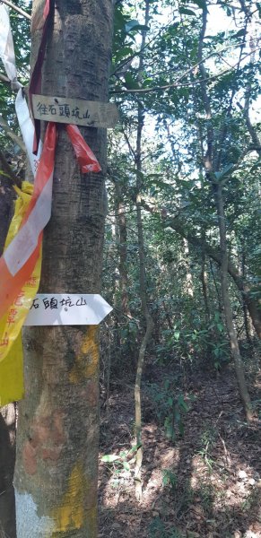 《犁頭山文山步道》縱走《三段崎古道石頭坑山》來回512888