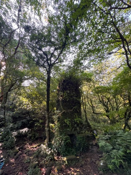 小觀音西峰 二子坪步道 小油坑山3129474