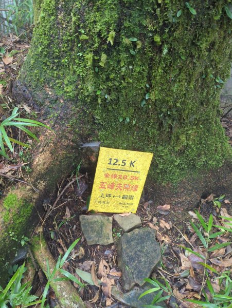 2025.07.13－漫步於森林中：鵝公髻山2835447