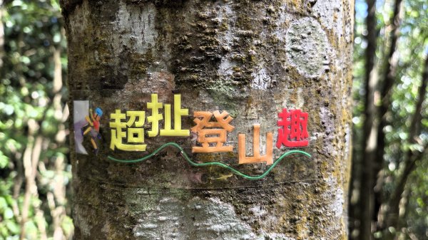 風和日麗來去烏來三山享受森林芬多精2984352