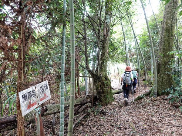 鳳凰山 （溪頭四姝 ）溪頭園區O繞1880839