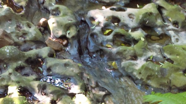 【臺北大縱走7】貓空壺穴、優美的茶香步道封面