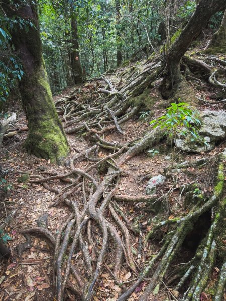 鳶嘴稍來步道賞楓季 ，大雪山門票優惠到12/31！2969569