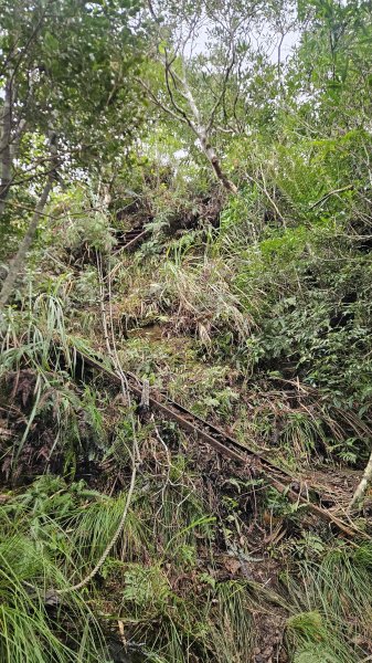 20251230九芎根山-芋圓尖-火炎山南主東峰-仁里坂山2977814