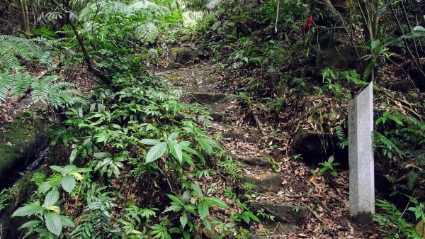 樹梅古道,不二法門2240012