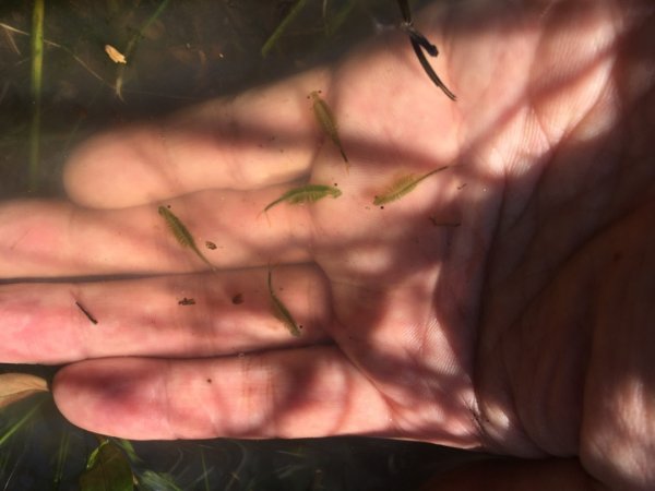 向天蝦🦐2627254