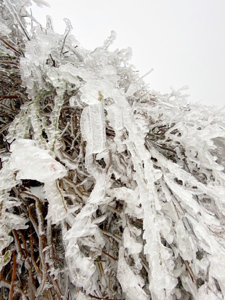 合歡銀白北國風情追雪趣 20211111235452