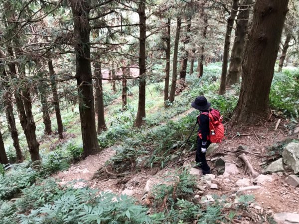 鳶嘴西稜香杉秘境走大崠山458373