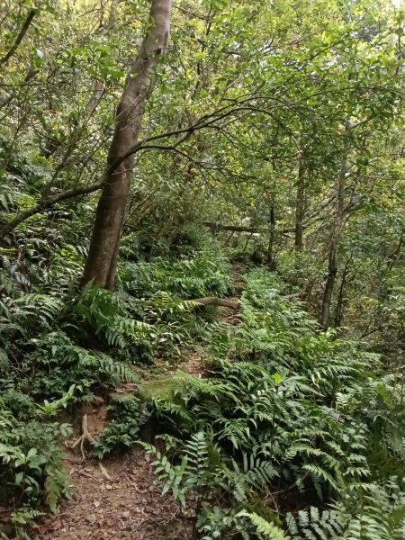 瑞芳區後凹古道+金字碑古道+三貂嶺山+三貂大崙O型2761687