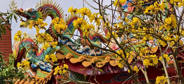 #西龍巖寺 #八里療養院 #黃花風鈴木 #青帶鳳蝶 #虎山 #101大樓  3/133014400