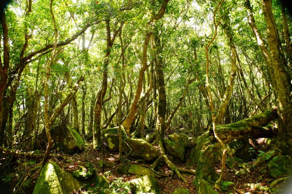 新竹 尖石 道下山、牛欄坑山、大混山3064759