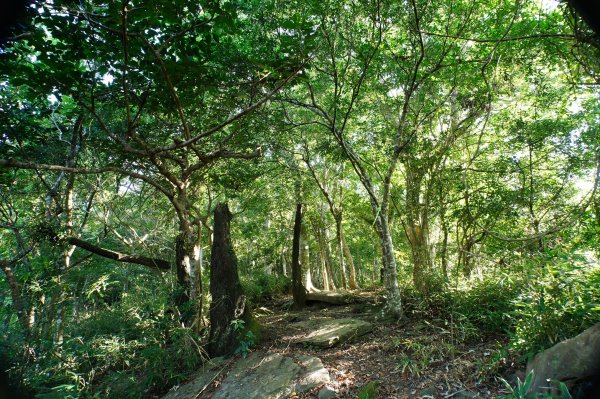 宜蘭 南澳 澳花山2881279
