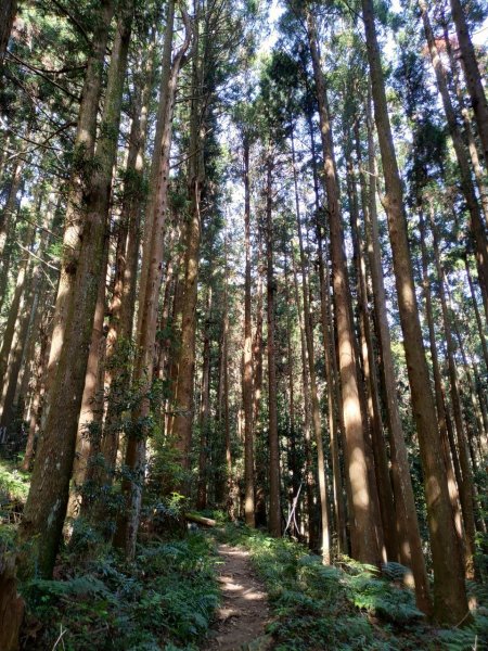 加里山（鹿場登山口往返）934092