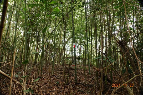 苗栗 大湖 雞冠山(細雞岑山)1528949