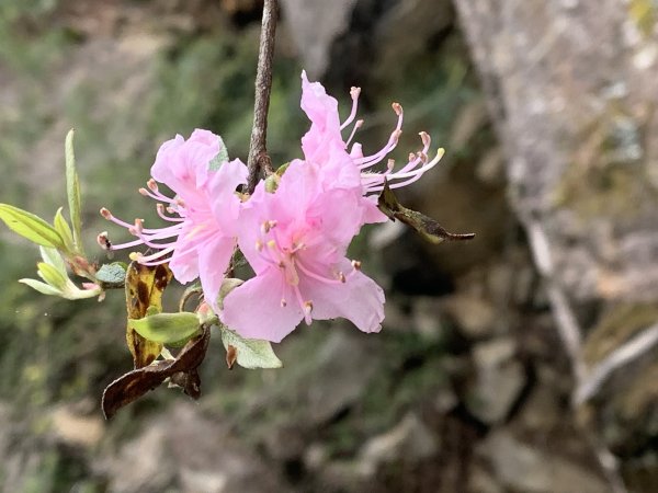20250517義義兒玉山-東水山2791694