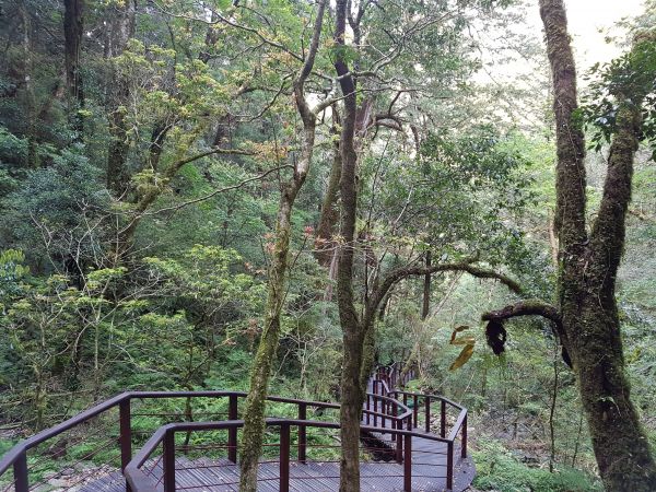 拉拉山國家森林遊樂區106/04/29121382