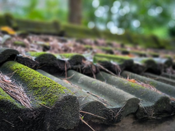 2025-03-08 汶水三山：金童山、汶水山、玉女山 連走2736588