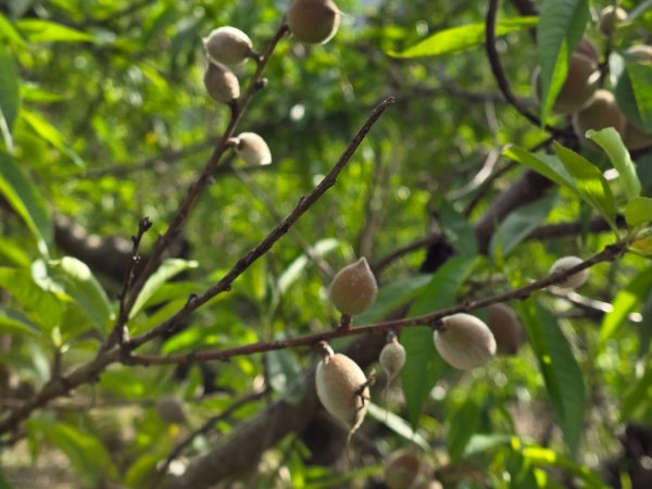 谷關七熊馬崙山2748819