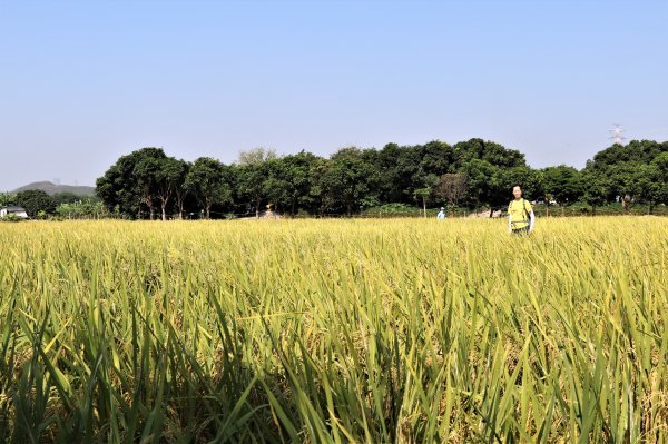 HK - 鐵坑，蛇嶺1268056