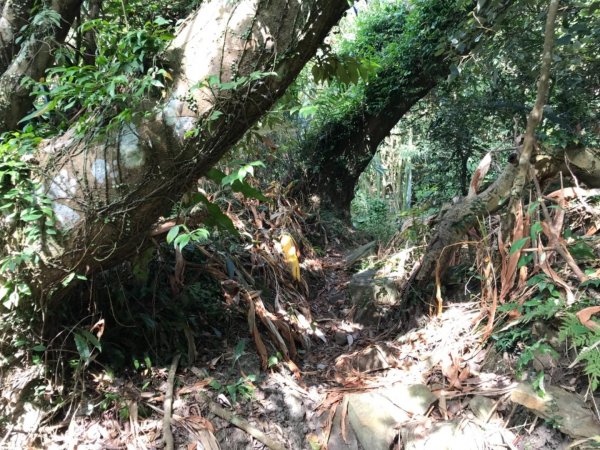 烏山步道走刣牛湖山468666