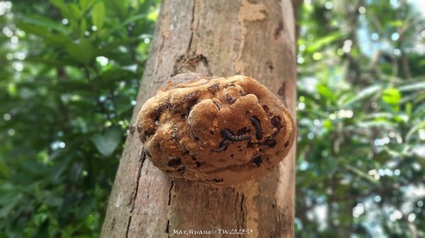 《新竹》青青石階｜娥眉藤坪步道及萬佛庵步道202509132883885