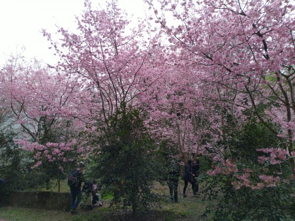 2023-02-26 登嘉南雲峰巧遇草嶺櫻花季2043951