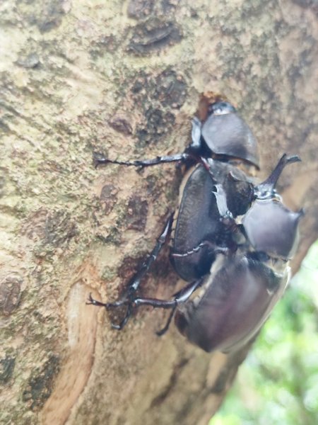 夏日甲蟲祭典（羊稠森林步道，龜山福源山-山佳車站）2826603