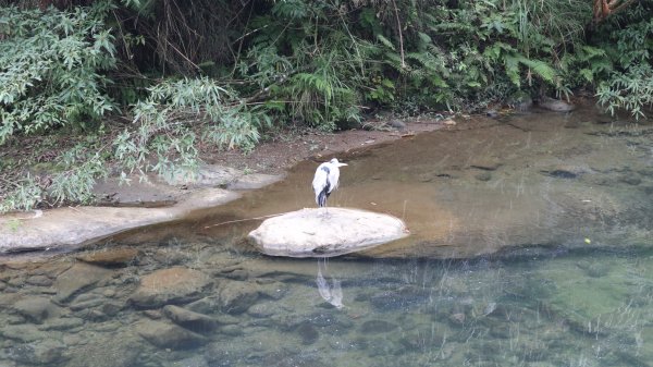 獵貍尖步道連走烏塗溪步道登山健行趣(淡蘭南路TK3-6&TK3-5&TK3-4)2404540