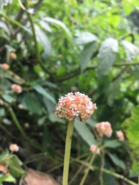 20181014日湯真山446487