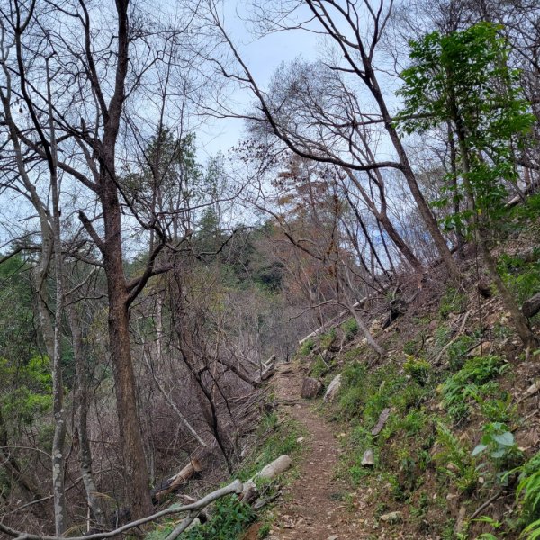 惠蓀林場杜鵑嶺步道1520448