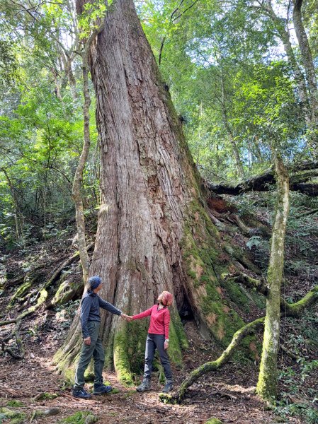 鎮西堡巨木步道B區全段+A區部分3008538
