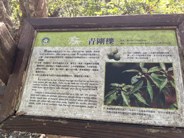 [玉山尋寶任務-03/12] 2025_0810 瓦拉米步道2857455