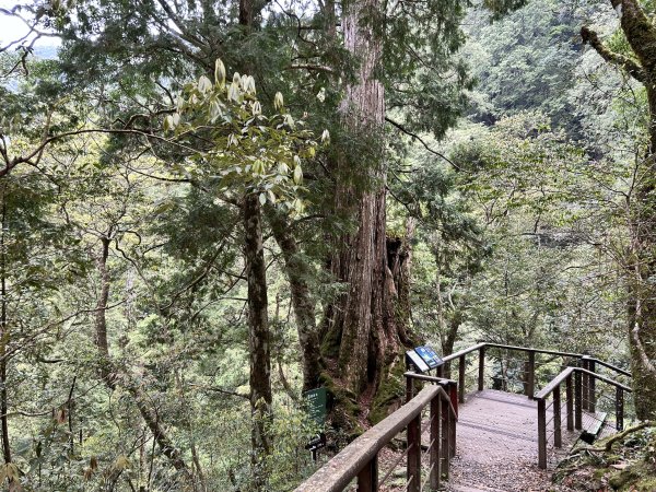 拉拉山神木群3044607