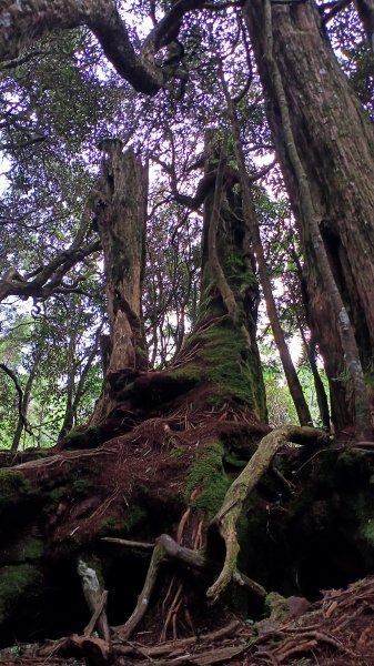 塔曼山：新北市第一高峰之樹的國度1860945