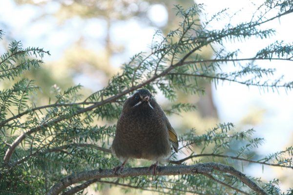 【玉山】主峰北峰二日，臺灣第一高峰雪季最美角度1881205