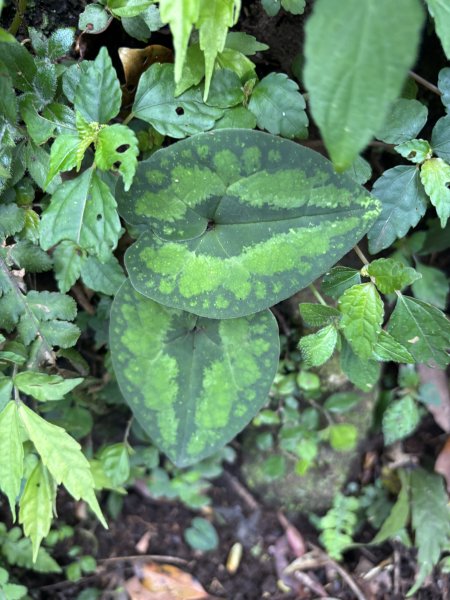 陽明山東西大縱走-西段3016194