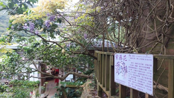 小百岳NO.5觀音山 牛港稜步道  硬漢嶺   楓櫃斗湖登山步道2090134