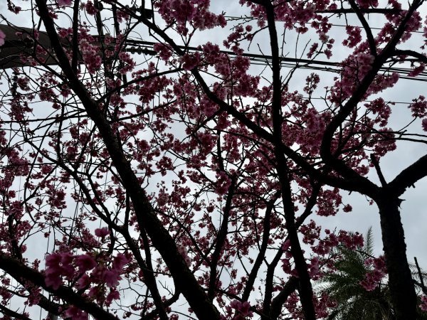 指南宮賞櫻2708120