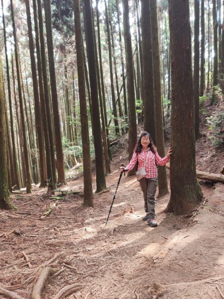 林相優美的臺中長壽山、肥崠山 - 鳶嘴西稜步道1357309