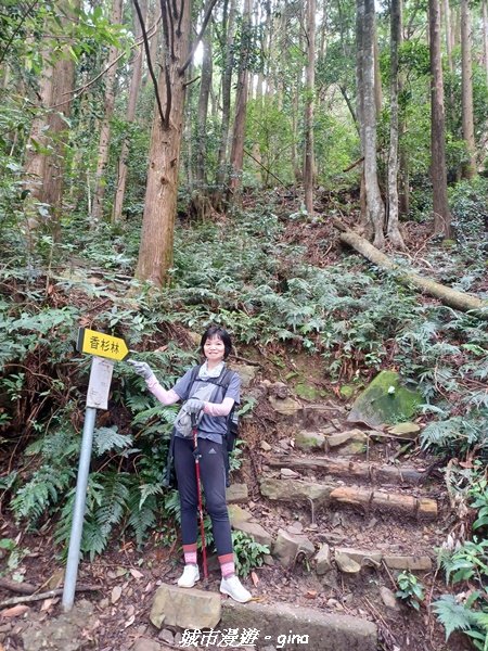 【台中和平】柳杉孟宗竹香杉步道林相豐富。 長壽山(肥崠山)山徑2880625