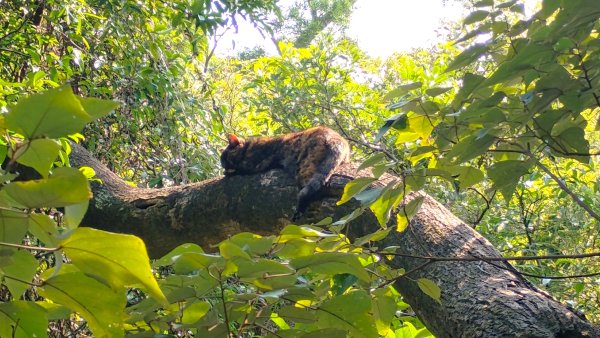 年前練練腳台北西湖近郊13連峰O型2999219