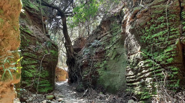 《彰化》原始峽谷｜八卦山一線天步道202502282723528