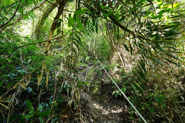 苗栗 南庄 神桌山、大屋坑山、細湖頂山、象山2533570