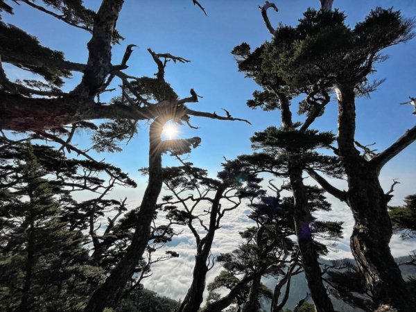 見證最美麗北大武山雲海、鐵杉1319001