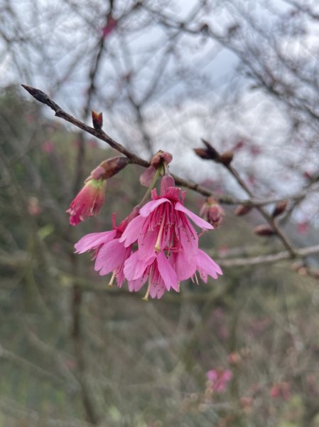 鹿谷小半天七連峰2992096