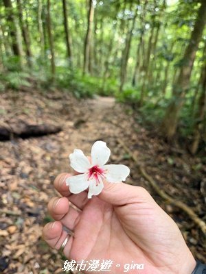 【台中和平】橫嶺山自然步道_木馬古道3095033